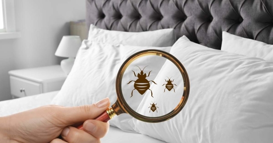 Inspecting bed bugs in comfortable bed