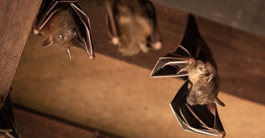Bats hanging in a roof attic
