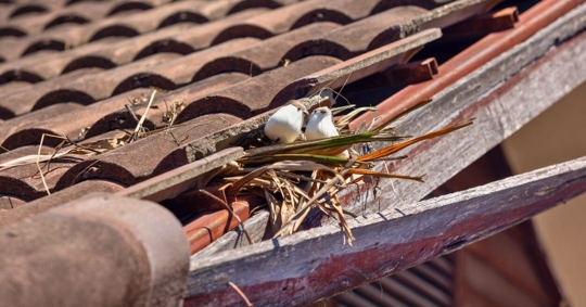 Birds nesting under old roof