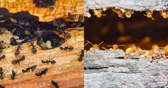 Side by side photos of wood damaged by carpenter ants and termites