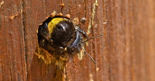 Carpenter bee tucked inside a whole it made in the wood