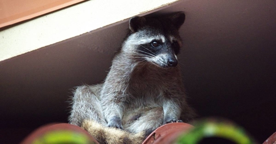Racoon on a Roof