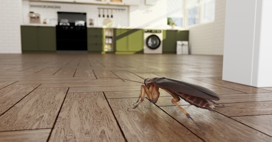 Cockroach entering the kitchen