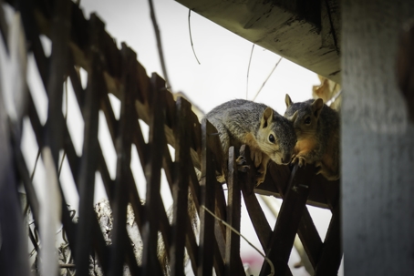 Squirrels hiding under roof | Mike’s Pest, Termite & Wildlife Control