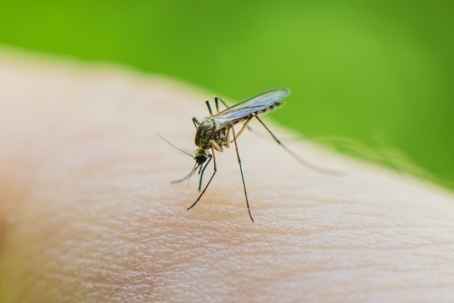 Mosquito on human hand