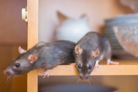Two gray rats in a cabinet. | Mike’s Pest, Termite & Wildlife Control