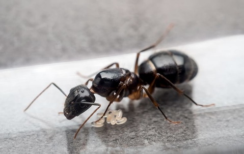 ant