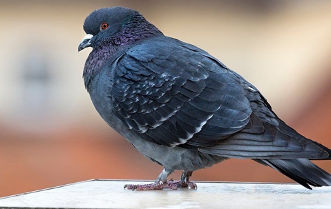 pigeon on a ledge