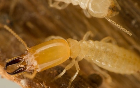 Termite