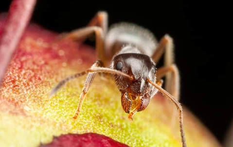 ant