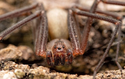 Spider