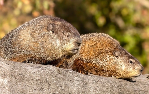 Groundhogs