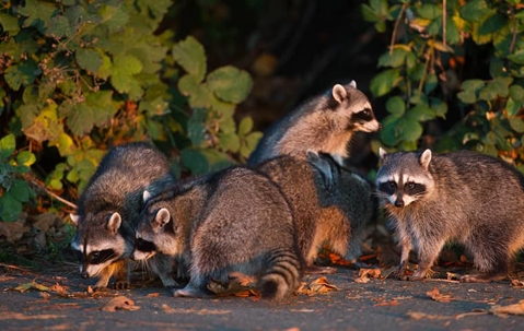 Raccoons