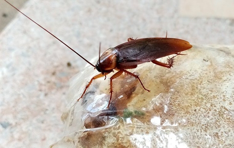 American cockroach on a plastic bag