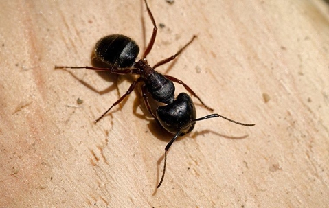Ant