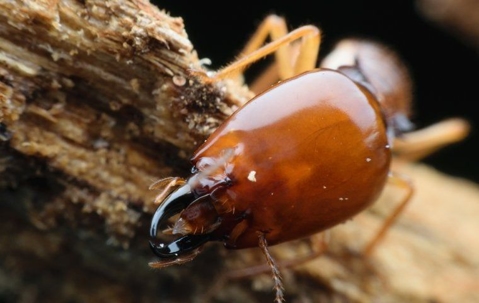 termite