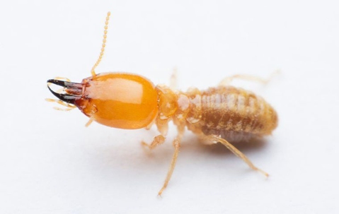 termite