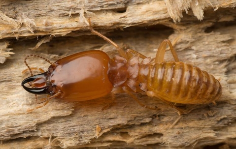 termite on a piece of wood