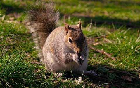 Squirrel