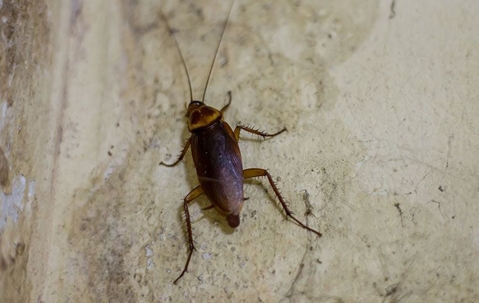 Cockroach