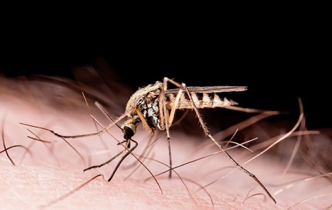 mosquito on skin in the dark