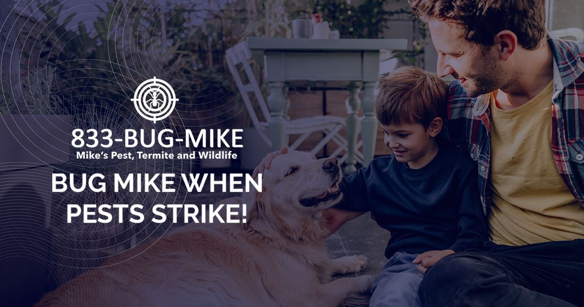 Waldorf Pest Control Mike's Pest and Termite Control