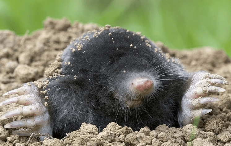 Moles
