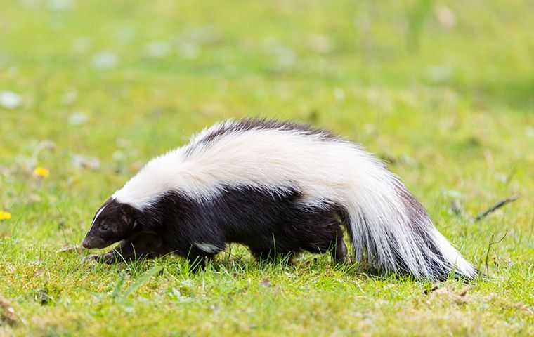 Skunks