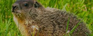 Groundhogs