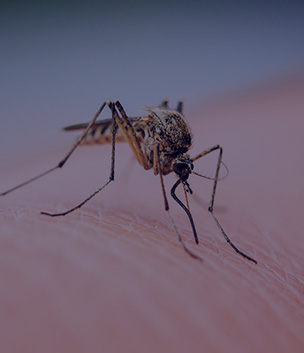 Mosquito Control