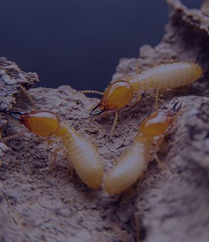 Termite Control