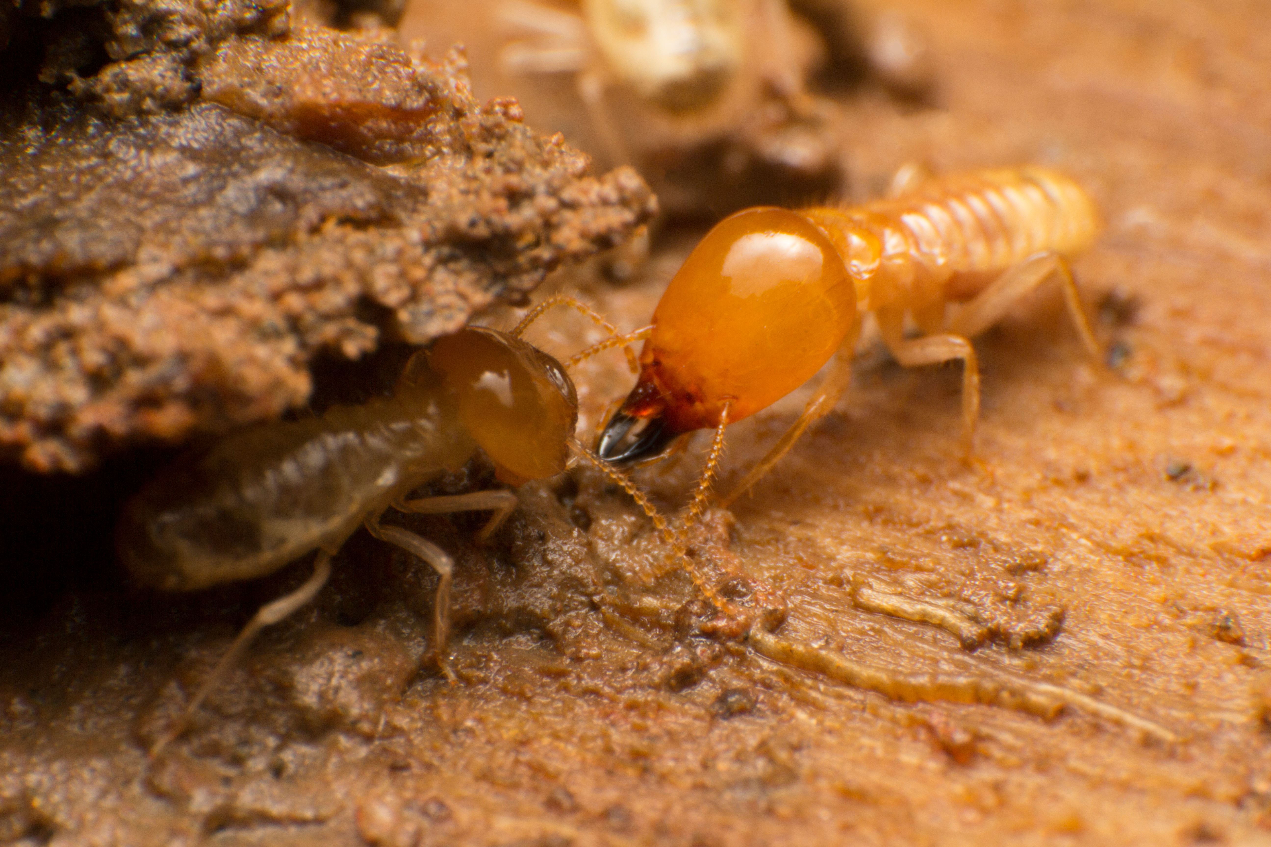 termite