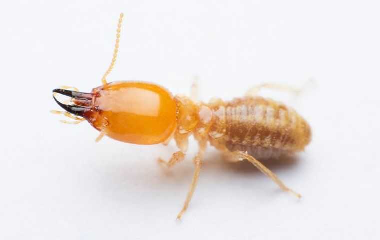 termite crawling on a kitchen counter