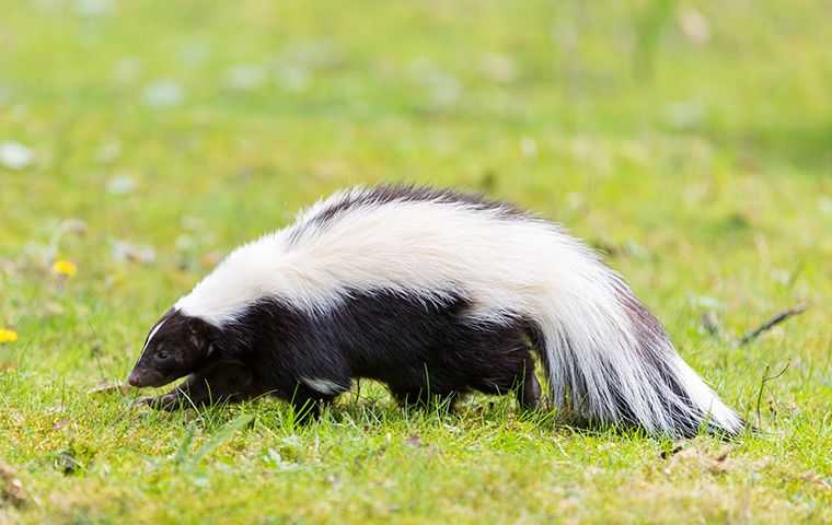 skunk walking in a yard