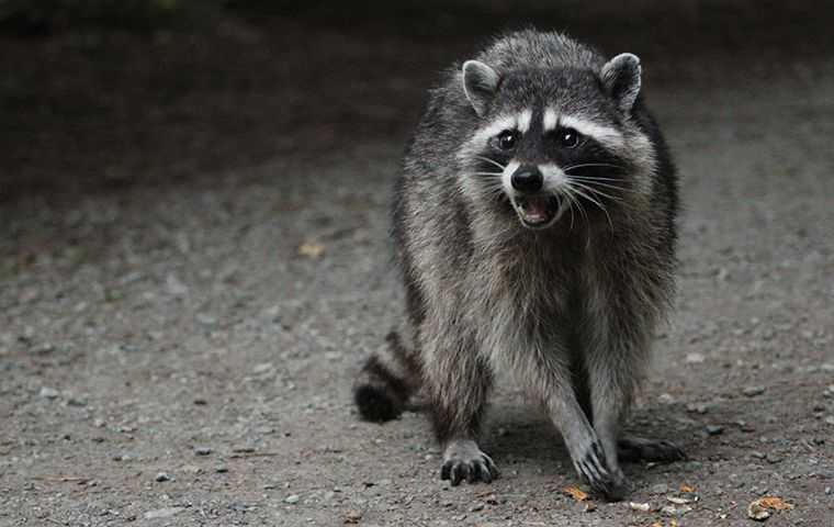 angry raccoon