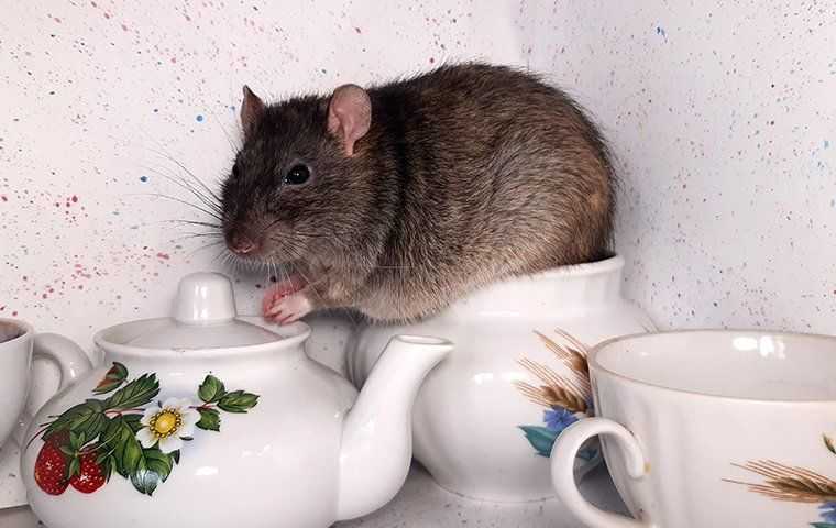 rodent sitting on a tea set