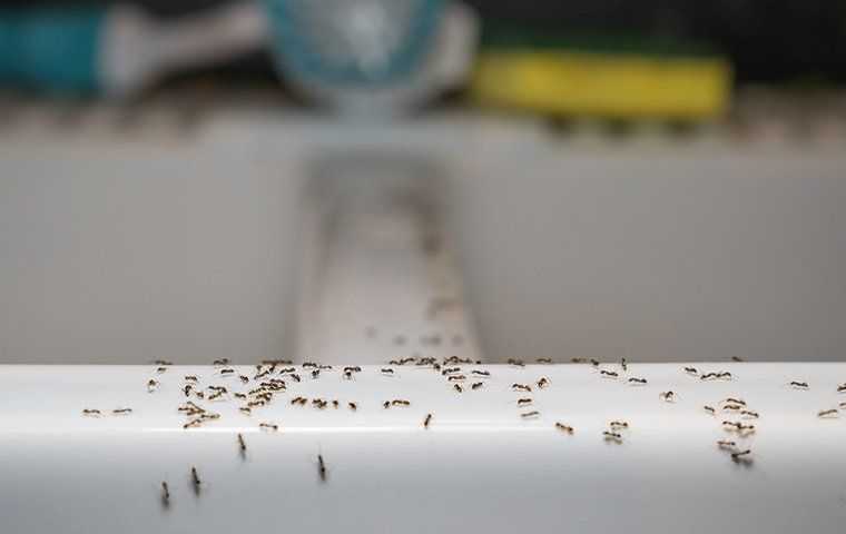 ants crawling on a kitchen sink