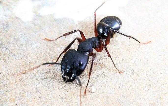 carpenter ant crawling on white wood