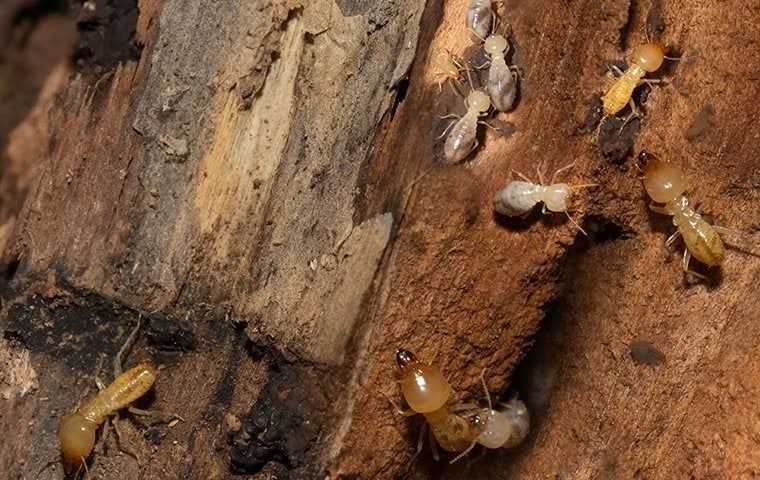 termites destroying wood 