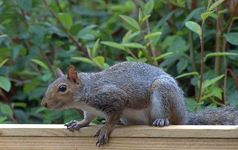 gray squirrel on a wooden railing against a bush