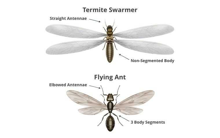 Termite swarmer versus flying ant illustrations