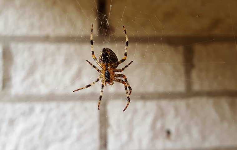 spider hanging on web in basement