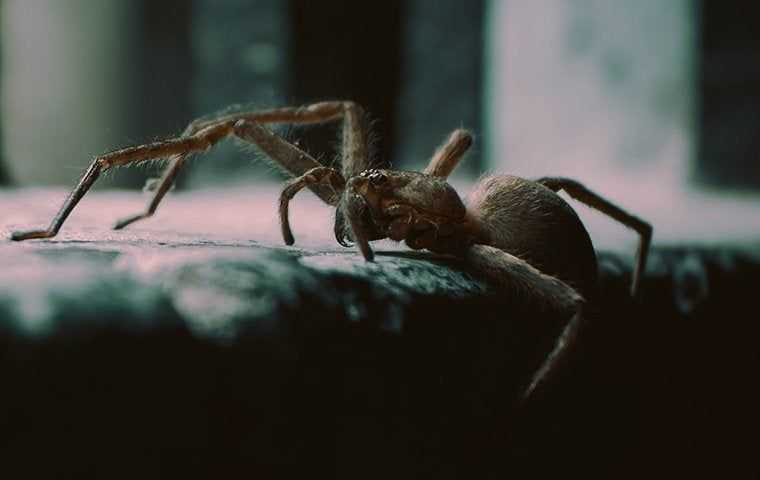 House spider coming inside a home