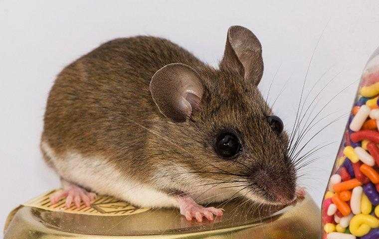 house mouse in a pantry