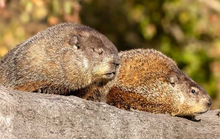two ground hogs together
