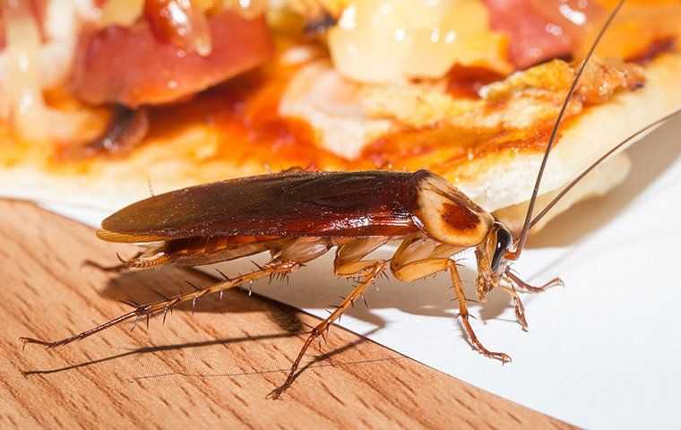 american cockroach in a kitchen next to food