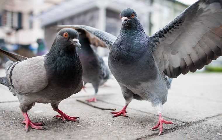 group of pigeons on sidewalk