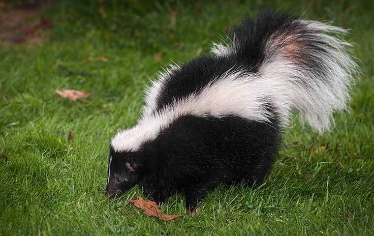 skunk walking in the grass