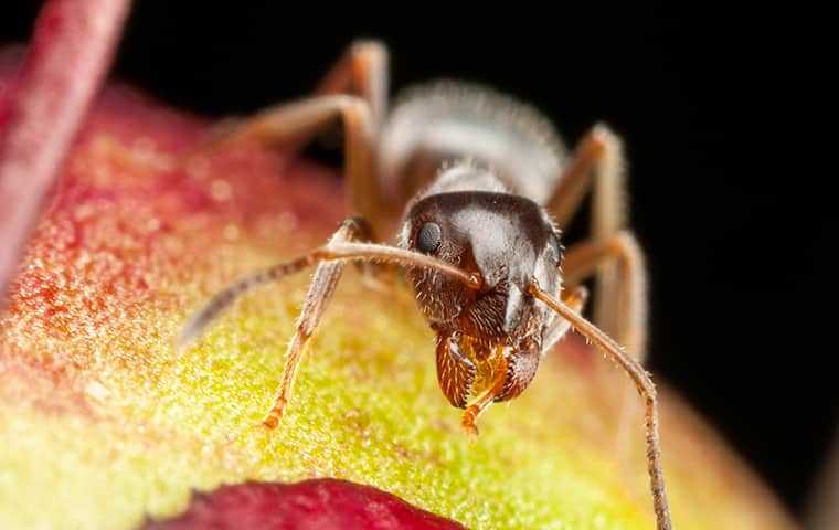 pharaoh ant on fruit