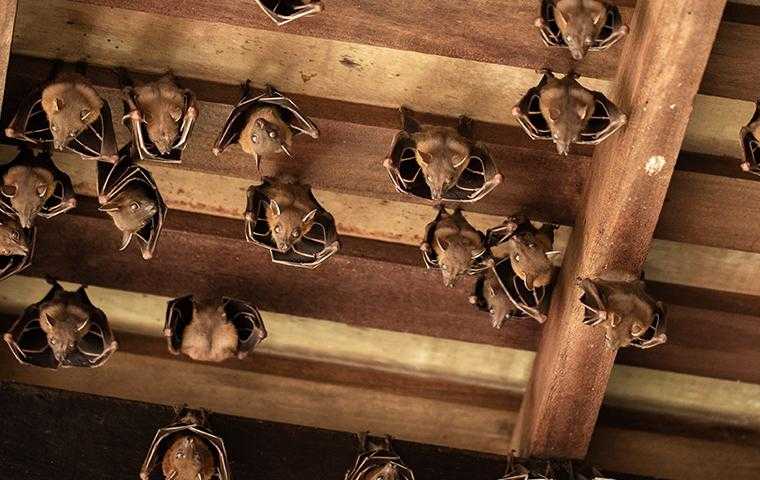 dozens of bats hanging from an attic ceiling